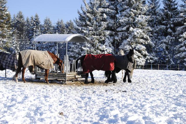 Reiterparadies Sonnenhof- wo (Reiter-)Trume wahr werden